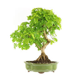 Feldahorn Bonsai