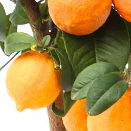 Limettenbaum Red Lime