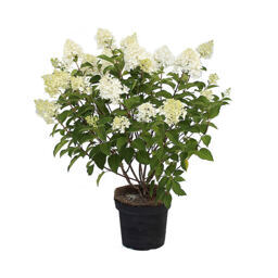Rispenhortensie "Silver Dollar"