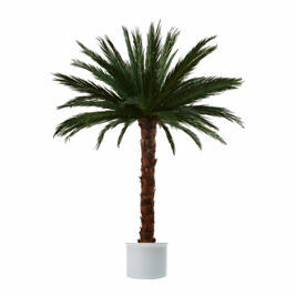 Areca-Palme