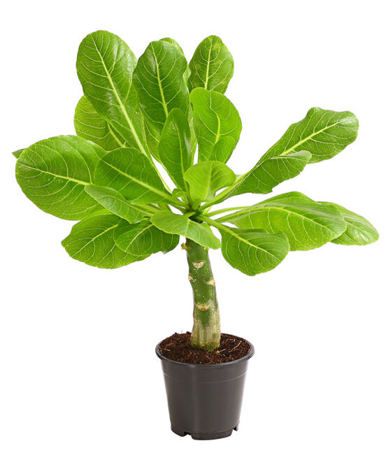 Hawaii Palme